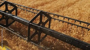 The mechanism of a combine mower cuts ears of wheat. Agricultural harvesting work. The combine moves across the field and mows ripe wheat. A large combine harvester collects grain on a sunny day.