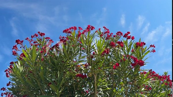 Oleander Nerium red blooming bush and sky.