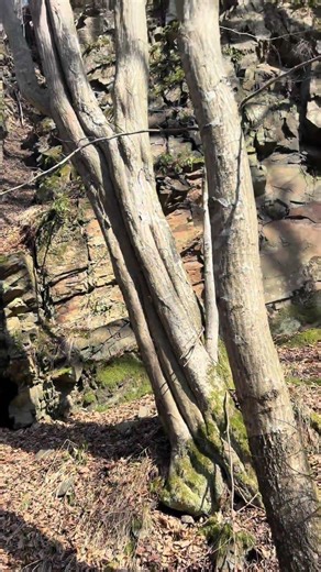 Beast Tracks Wild Animal for Hours → What I Found in the Cave Hole Will Shock You! 😱🦌🕳️
