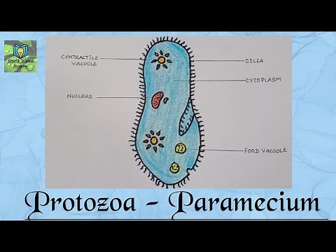 How to draw Paramecium ( protozoa) easily || Class 8 science