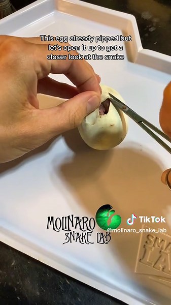 Exciting Snake Videos Coming Soon! | Molinaro Snake Lab Update