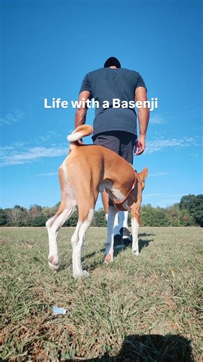 Argo & Kwame | Basenji training & stories on Instagram: "After 9 years of raising and training Argo solo, I can confirm... Life with a Basenji is full of ups and downs. Between work, “you time”, family and friends, sometimes it feels like more downs than ups. With the world’s chaos, it’s harder to stay carefree and present, so we switch off, tune out, and disappear into our walk bubble. We roll with the blows, we rise again, we reset, and when the ground feels heavier than usual, we reach for ea