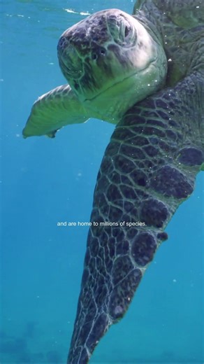 Oceans cover about 71% of Earth's surface