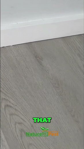 German Roach Infestation: Fogging GONE WRONG?