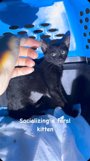 Katie on Instagram: "I trapped this little girl when I was doing TNR. She’s only 3 months old. I’m looking for someone who can foster her so she can be adopted!! If anyone in Oahu is willing to foster this sweet girl, please let me know. I’m very hopeful that this girl can stay off the streets for the rest of her life 🩵"