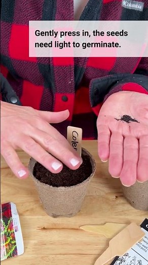 🪴 Step-by-step guide to growing Coleus from seed! #coleus #shadeplants #houseplants