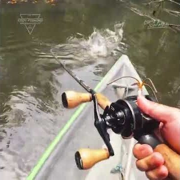 The tarpon—also known as the ikan bulan—is a predatory fish that lives and hunts in schools