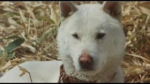 х/ф "Горо" (Япония,1979) Советский дубляж