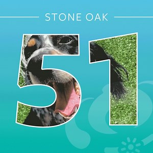 Pet Paradise Stone Oak is officially open! This is our 51st Pet Paradise resort location and the 10th resort to open in Texas. Check out Pet Paradise Stone Oak to see all the fun happening over in the Lone Star State!  | Pet Paradise | Facebook