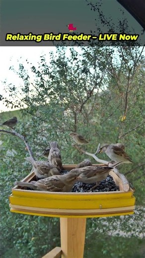 Bird Feeder LIVE – Join the Stream Now