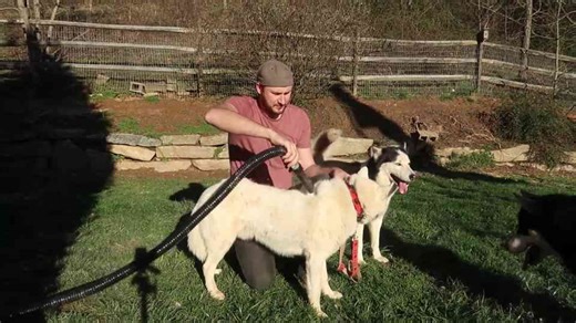 Watch what happens when a husky gets bored