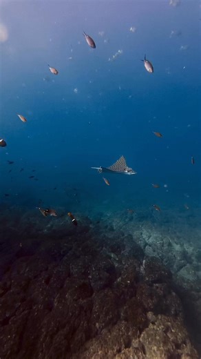 1.6K views · 58 reactions | The visibility today  Time to book your #divetrip in Costa Rica !! Our local dive sites are full of surprises every single day. ✨ Dive into the beauty of Playa del Coco! You don’t need to go far for world-class underwater adventures! 錄 #RichCoastDiving #CostaRicaDiving #PlayaDelCoco #ScubaLife #DivingCostaRica #PacificOceanMagic #LocalDiveSites #UnderwaterCostaRica #PuraVidaDiving #ScubaAdventure | Rich Coast Diving | Facebook