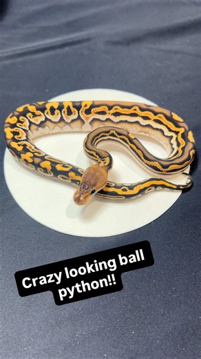 Check out this crazy cool ball python at @hulkersherps booth at the @nationalreptilebreedersexpo this weekend! Wow! #usark #usarkofficial #nrbe #ballpython #cool #becomeamember #jointoday #strongertogether #strengthinnumbers #explore #follow #fyp | USARK - United States Association of Reptile Keepers