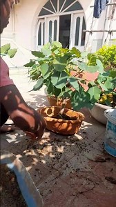 🎄 it is bonsai tree // this is bonsai pics tree