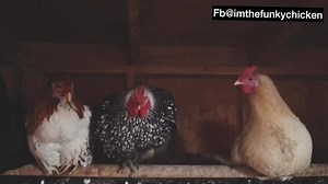 When your playing hard to get and some other chick moves in on your man....wait for THE LOOK from Vanilla Pudding...Lacey might wanna move back over 😳 - ❤️ Funky Chicken | Funky Chicken