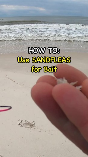 59K views · 1.3K reactions | HOW TO: Use Sandfleas as Bait #fishing #fishingbait #howto #fishingtips #fishingreels #fishinglife #beach #beachfishing #ocean #saltlife #saltwaterfishing #fishingvideos | Bearded Brad | Facebook