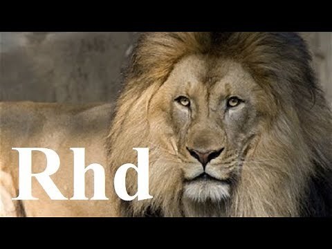 lions hunting pride, Hyenas, Cheetah, Predators, Nature 2018 HD Documentary.
