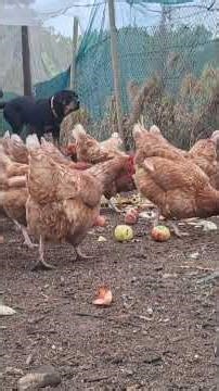 Ultimate Guide to Homestead Chicken Care