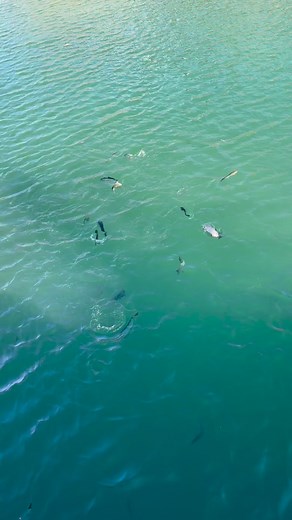 23K views · 130 reactions | Happy New Year from Turner Falls Park. Ask about feeding the trout! #trout #turnerfallspark #troutfishing | Turner Falls Park | Facebook