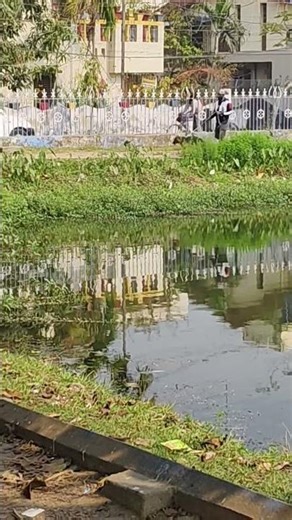 6-Month GSD Training by the Lake! 😍 | CKC Show Preparation #germanshepherd #gsds #youtubeshorts