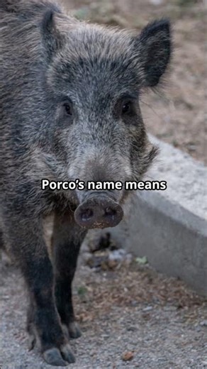 😱 He Hated Eren… Then Died Saving Him 💔 Porco Galliard’s Brutal Irony | #AttackOnTitan
