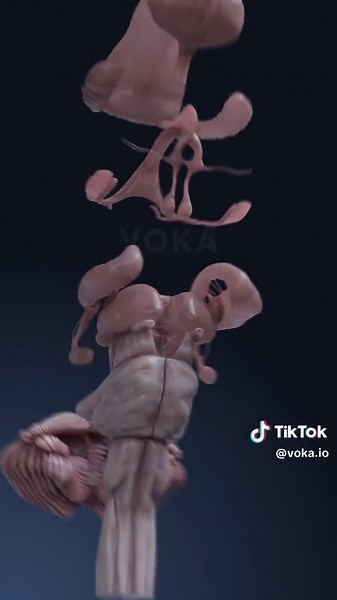 Explore Neuroanatomy with VOKA 3D Brain Model