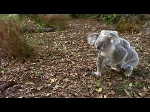 Clean Up Australia Day 2009 TV CSA