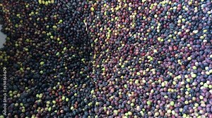 The Fresh Olives Processed Olive Oil Factory