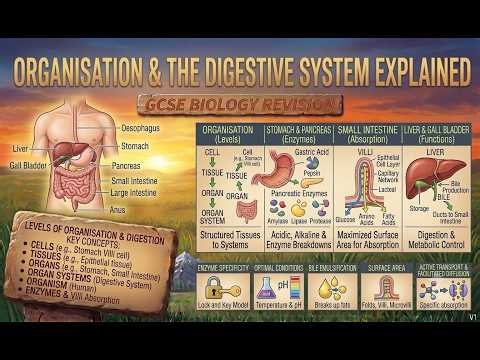 Organisation & The Digestive System Explained | GCSE Biology Revision