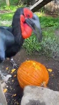 Pumpkin "carved" by Toogle the Southern Ground Hornbill at Zoo Boise in Idaho