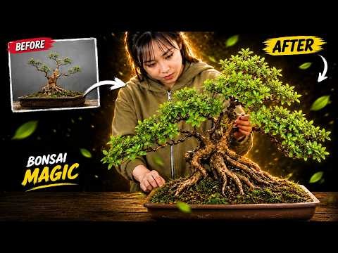 Bonsai bending tutorial - cheap nursery stock transformation!