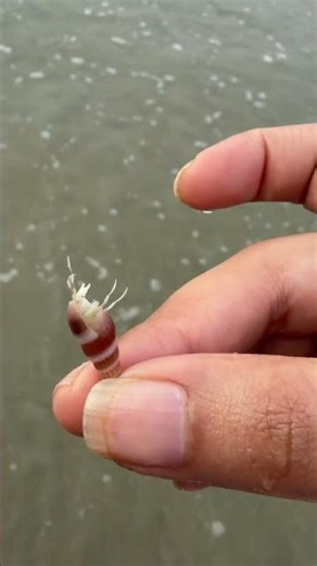 🐚 Varkala’s Tiny Shell Surprise: Peek-a-Boo Creature Wiggles Out! 😲🌊 #beachmagic