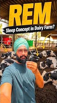 The REM sleep concept in dairy farming? How important is sleep for cattle? How to increase milk p...
