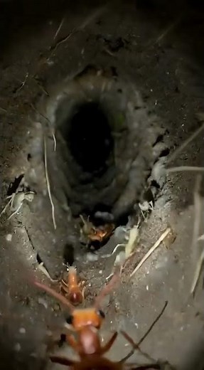 Ghost Ant Exploring a Hidden Underground Tunnel #POV #AnimalPOV #Wildlife #Nature #Insects