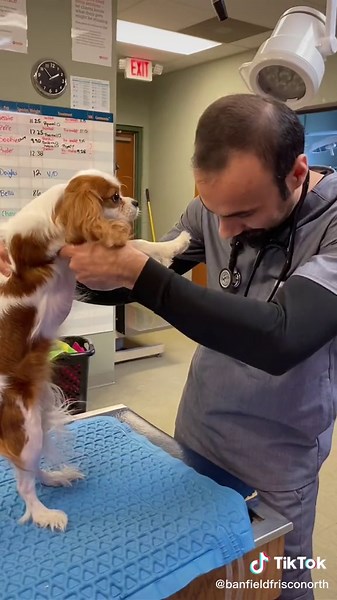 Understanding Common Veterinary Tests for Pets