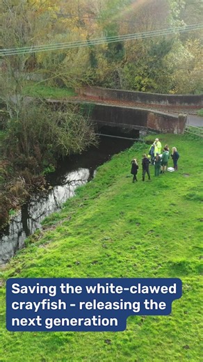 We first met these white-clawed crayfish as eggs. After over a year of growth and TLC at the Banham Zoo hatchery, they've been released into a safe section of the River Stiffkey! Watch our latest video to see these endangered ecosystem engineers take their first dip into their new home. All crayfish were handled and released by qualified staff with appropriate licences. #WhiteClawedCrayfish #EcosystemEngineers #ConservationInAction #EndangeredSpecies #WorldWildlifeConservationDay | Norfolk River