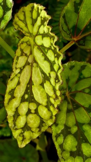 Botanicaz on Instagram: "I highly recommend building a Terrarium. It truly is hard to describe the feeling of building a world that you are eager to check up on all the time. It’s super easy and requires minimal care. Just get a clear box, put dirt in it, burry some plants and water in. Close lid and enjoy ☺️☺️"