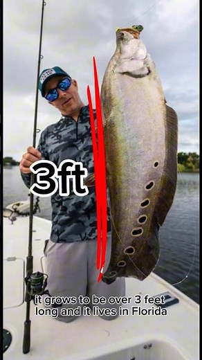 The Alien Fish: The Clown Knife Fish 👽🐟