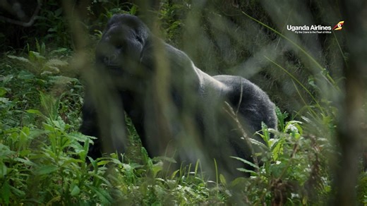 9.3K views · 307 reactions | #POATE2025 Join us with top industry leaders to explore Tourism & Sustainable Transformation in Uganda, The Pearl of Africa!  21st–23rd May 2025 Speke Resort Convention Center, Munyonyo #FlyUgandaAirlines | Uganda Airlines | Facebook