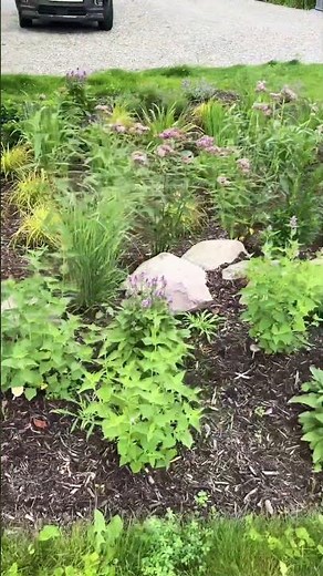 Watch Our Pollinator Paradise Come to Life! 🌸🦋 Backyard Rain Garden Tou