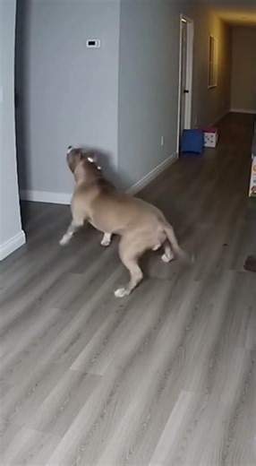 Pit bull protects home from thief 🐕‍🦺🛡️
