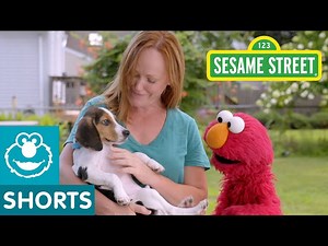 Sesame Street: Elmo Helps a Puppy Find a Home with Dodo Kids! - Videos For Kids