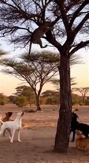 Leopard vs. Pack of Dogs: A Wild Standoff in Africa! #Leopard #DogPack #Wildlife