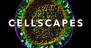 A new era of cellular biology. Today, we’re launching CellScapes. The mission – to uncover the foundational principles of how cells behave collectively and change states in health and disease. | Allen Institute