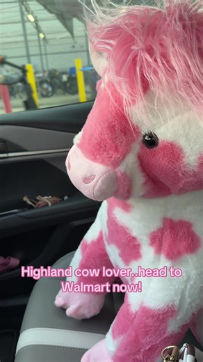 #highlandcows | Highland Cow