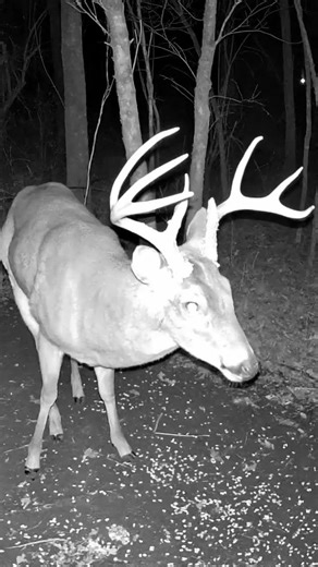 Massive 8 Point Buck Stares Into the Camera 🦌