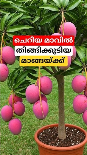 ചെറിയ മാവിൽ തിങ്ങിക്കൂടിയ മാങ്ങയ്ക്ക് #shortsvideo #mangoplant #malayalam