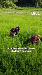 4.4K reactions · 1.9K shares | “On a confié nos assiettes au monde de la finance.” La Bourse, ce n’est pas que le CAC 40... Maïs, blé, colza : toutes ces matières premières agricoles sont aussi soumises à la spéculation des marchés. Lorine Azoulai, de l’ONG CCFD-Terre Solidaire, nous explique comment la spéculation aggrave la faim, qui touche plus de 800 millions de personnes dans le monde. | Brut | Facebook