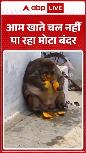 Viral Video | आम खाते चल नहीं पा रहा मोटा बंदर | #ytshorts #breakingnews #latestnews