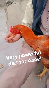 662 reactions · 4 comments | Powerful diet for Aseel | Aseel Murgha garam khurak #shorts #reels #aseelfarmingandcare #kamaliamurgha #peelamurgha #bashirparbhana #aseelrooster #aseellover | Aseel Farming And Care | Facebook